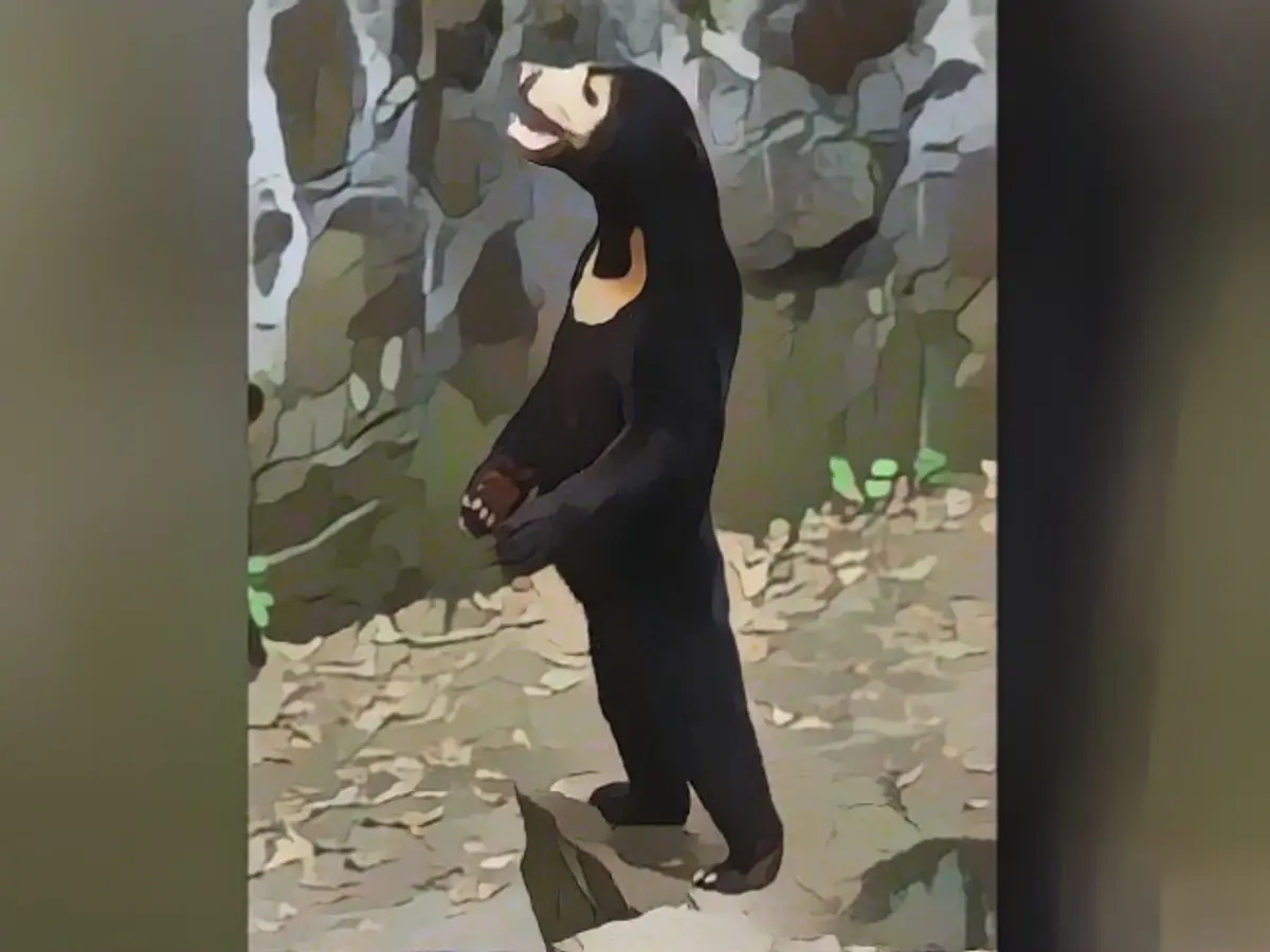 Chinese zoo denies sun bears are humans in disguise