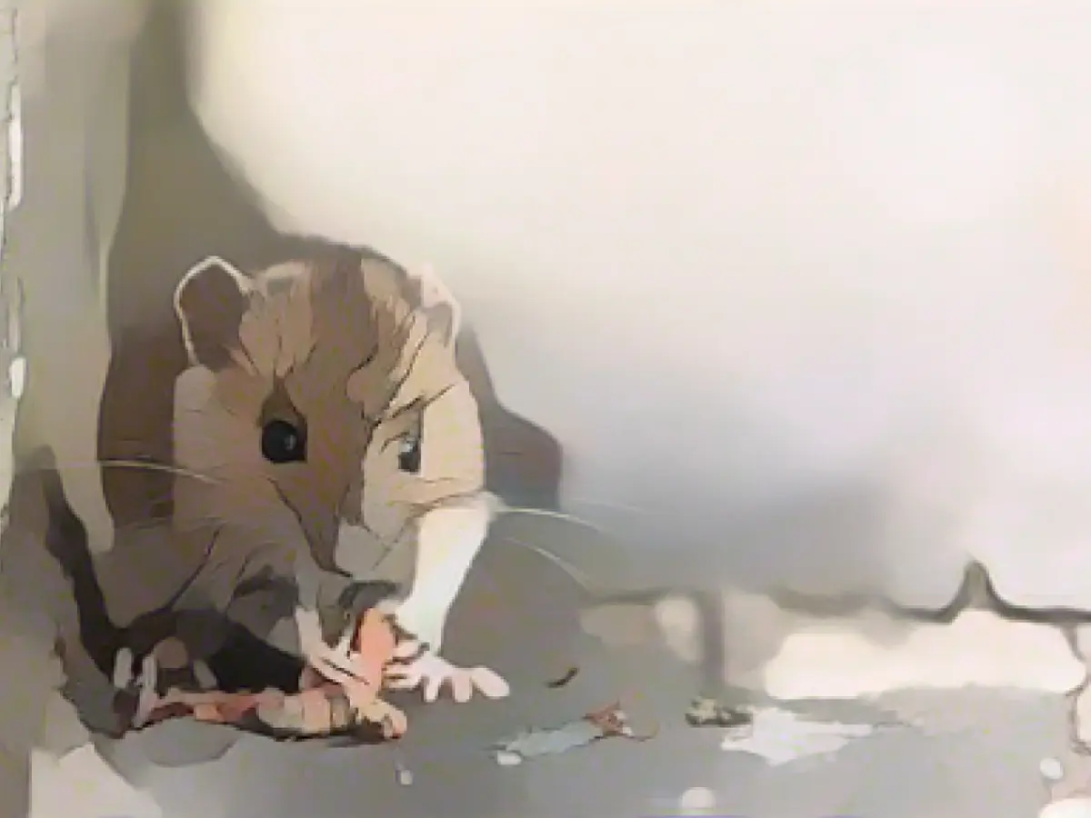 More mice seen in Hamburg - hardly any hantavirus cases