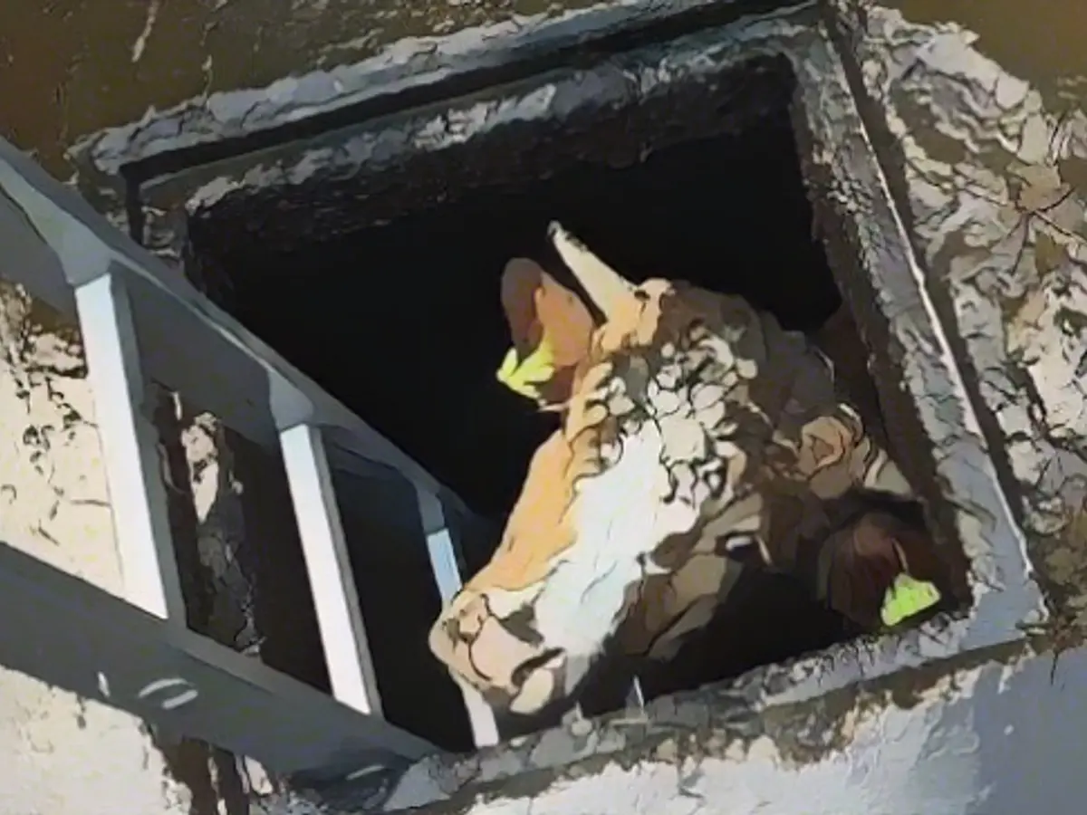 Happy ending for Fridolin at Gut Aiderbichl!