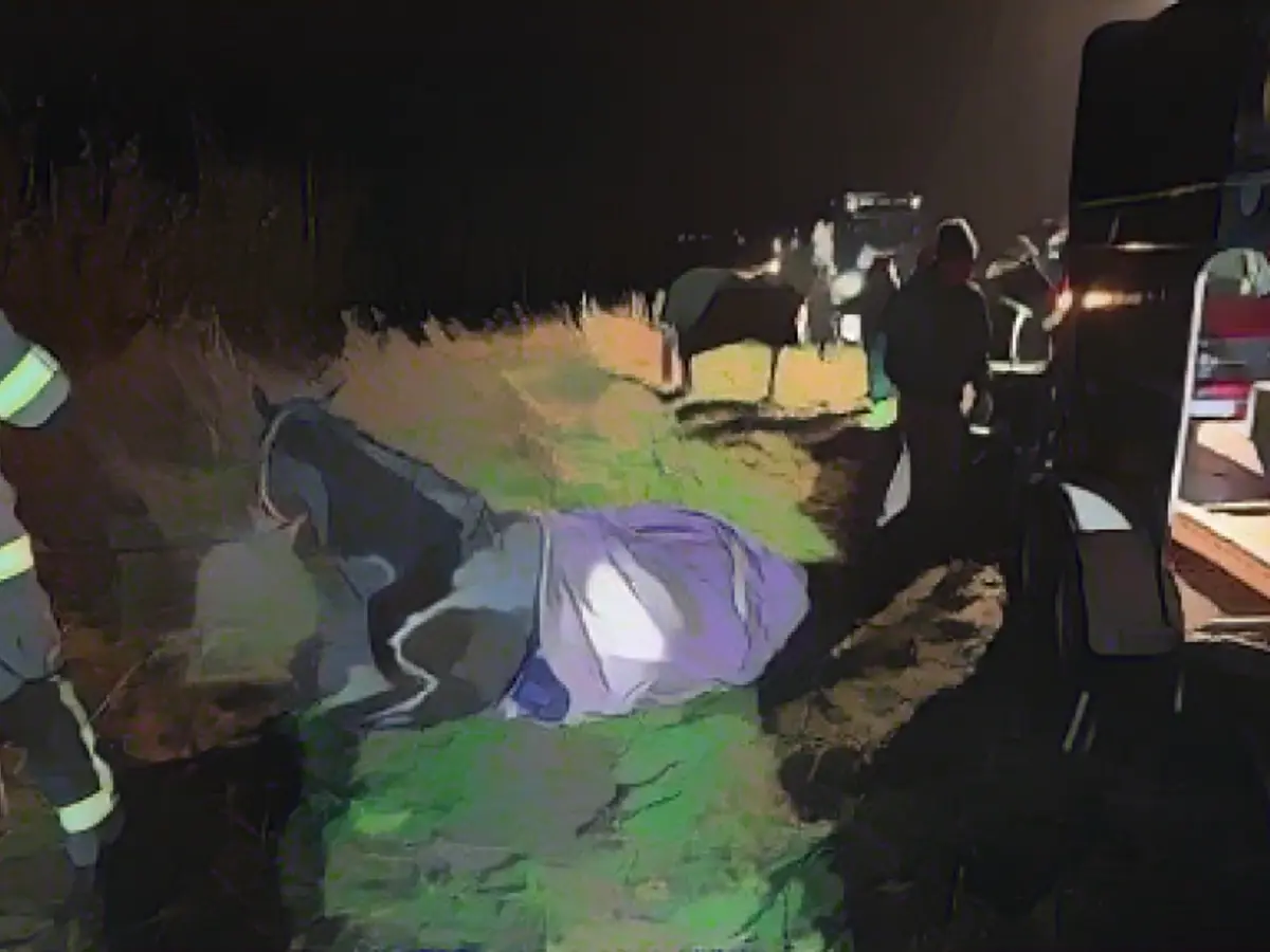 Horse drama on the main road