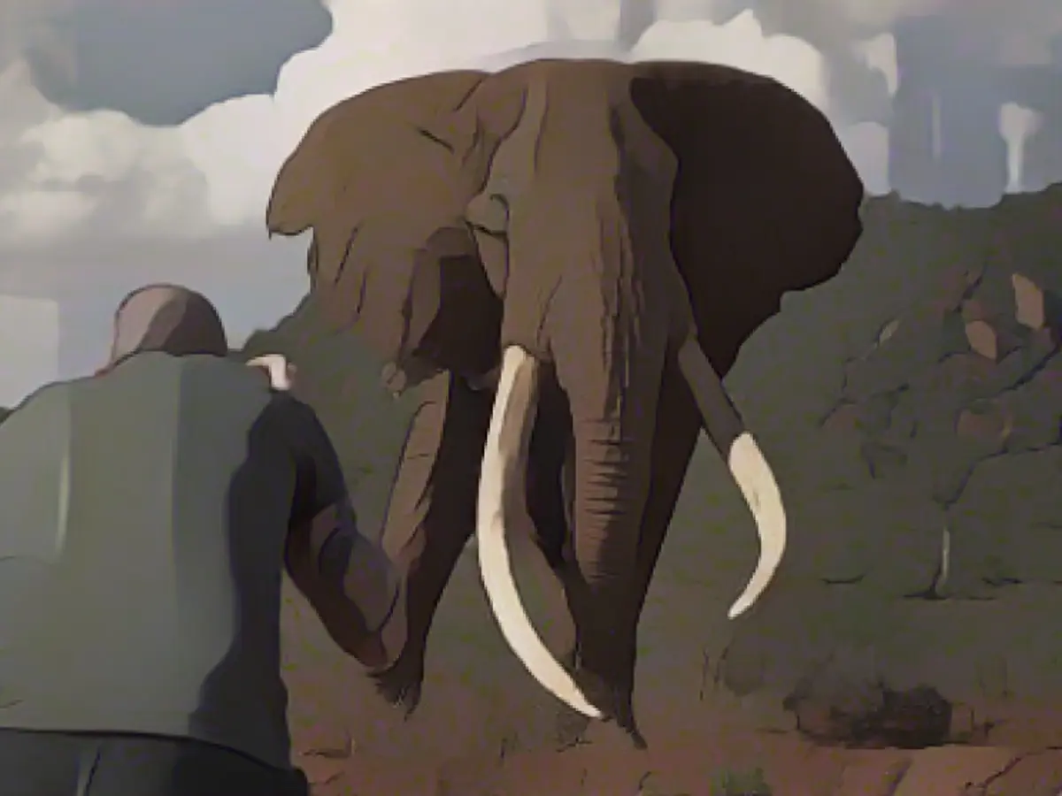 What made bull elephant Ahmed famous worldwide?