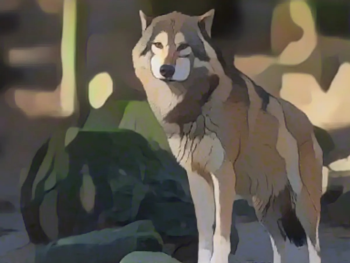 Court stops shooting of problem wolf