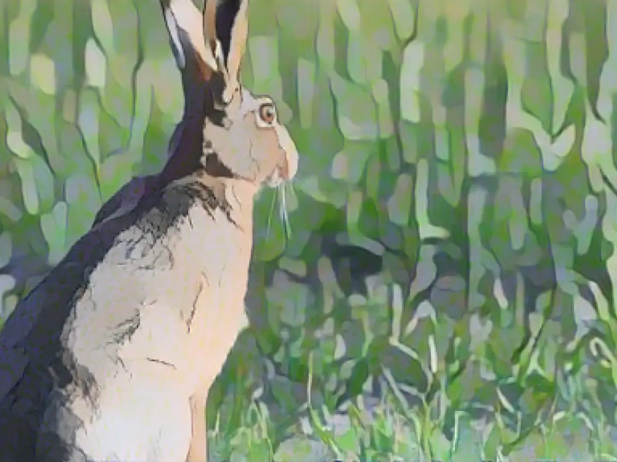 Case of rabbit plague in Lower Franconia