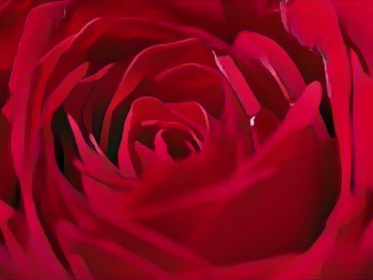 "The Bachelors": competition or buddies?