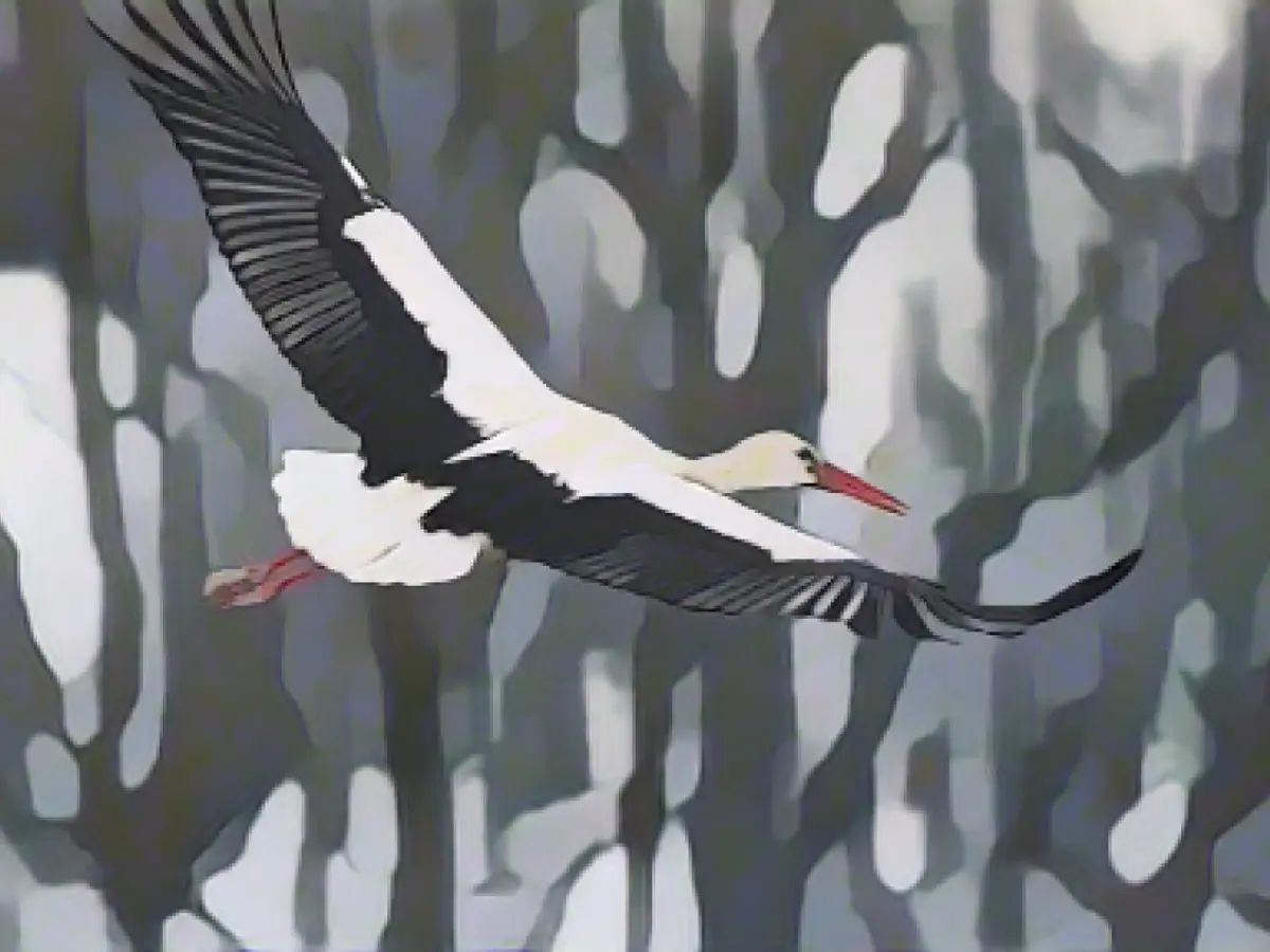 Number of storks in the southwest will continue to grow in 2023