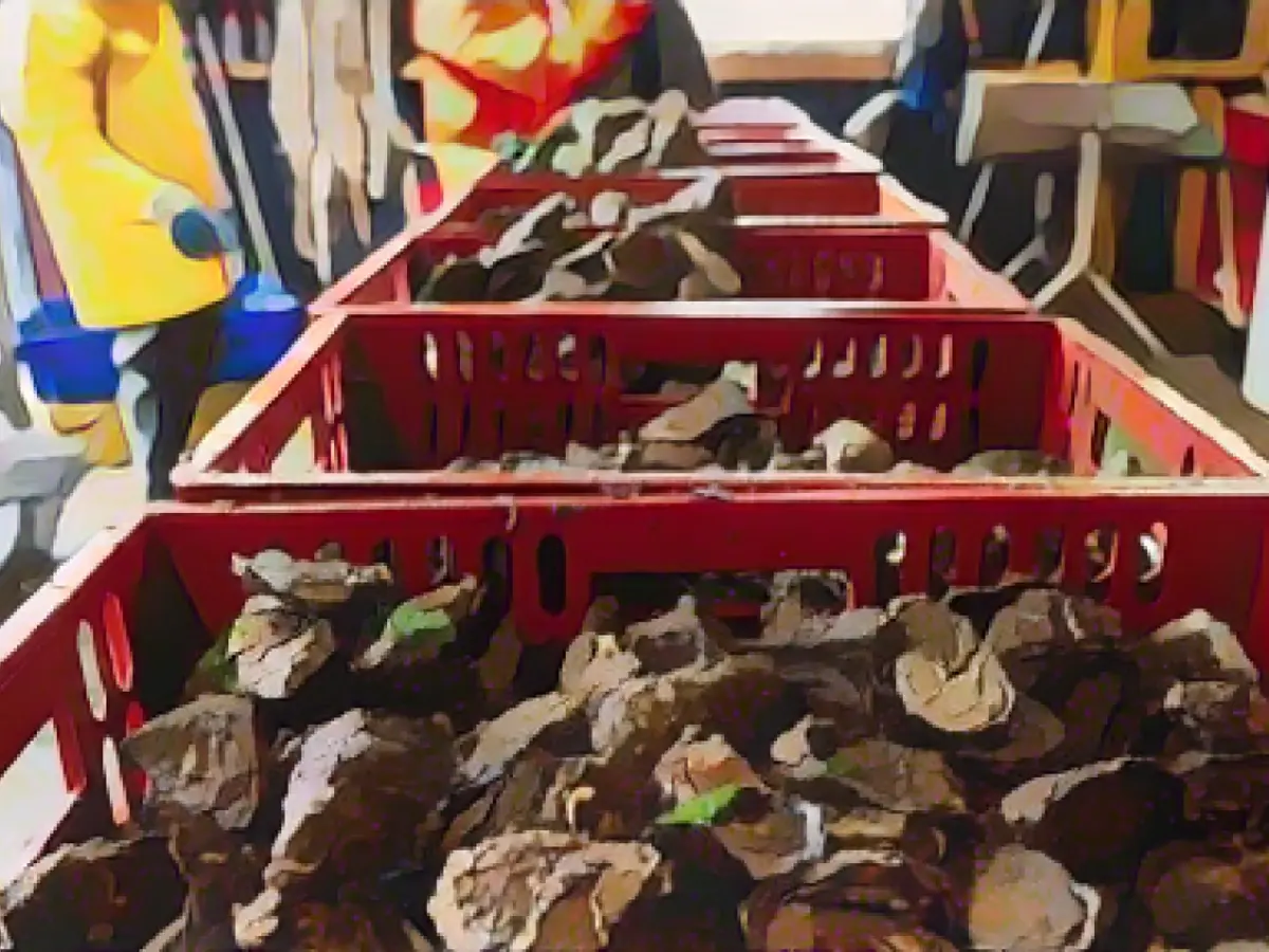 Sylt oysters move into winter storage: not enough space