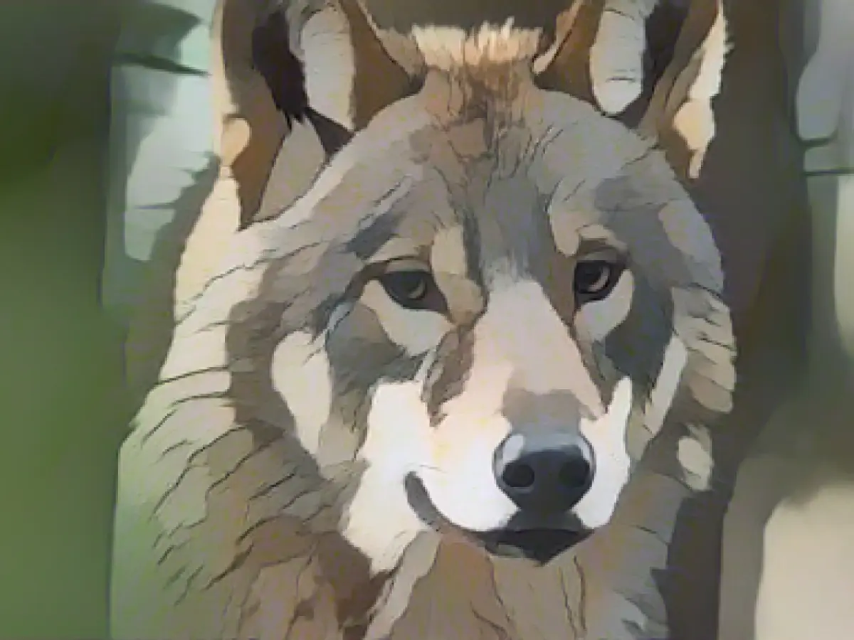 No special protection of mouflon from wolves