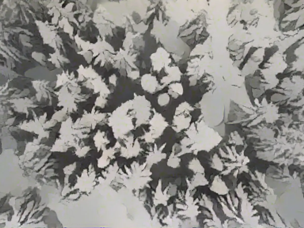 Clear areas in the Harz Mountains reach a new high