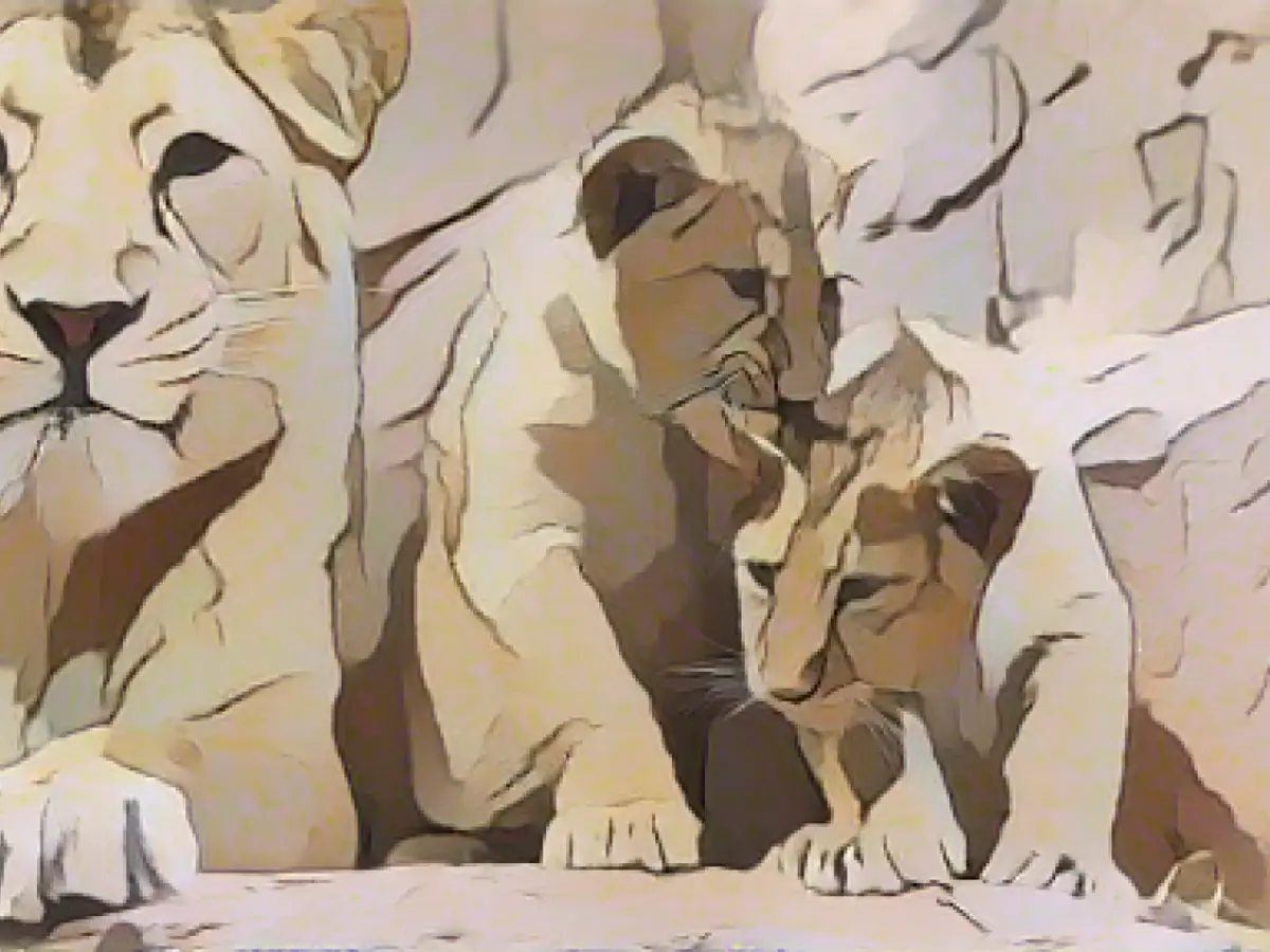 Baby lions romp through the enclosure at Nuremberg Zoo