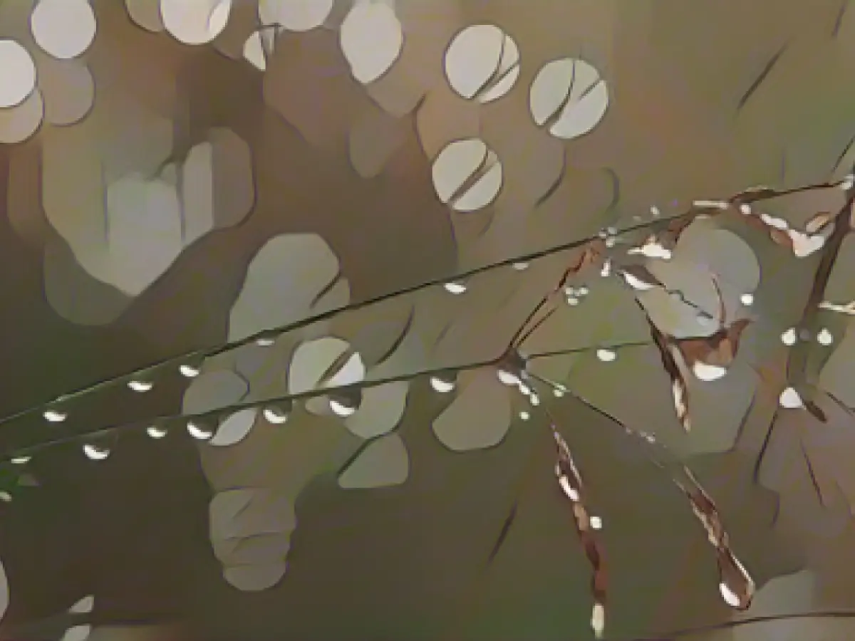 Fewer forest fires in Saxony in the rainy year 2023