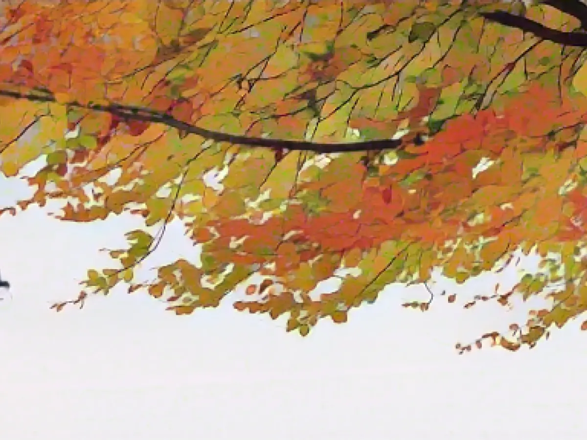 Up to 11 degrees expected at the weekend - black ice on Friday