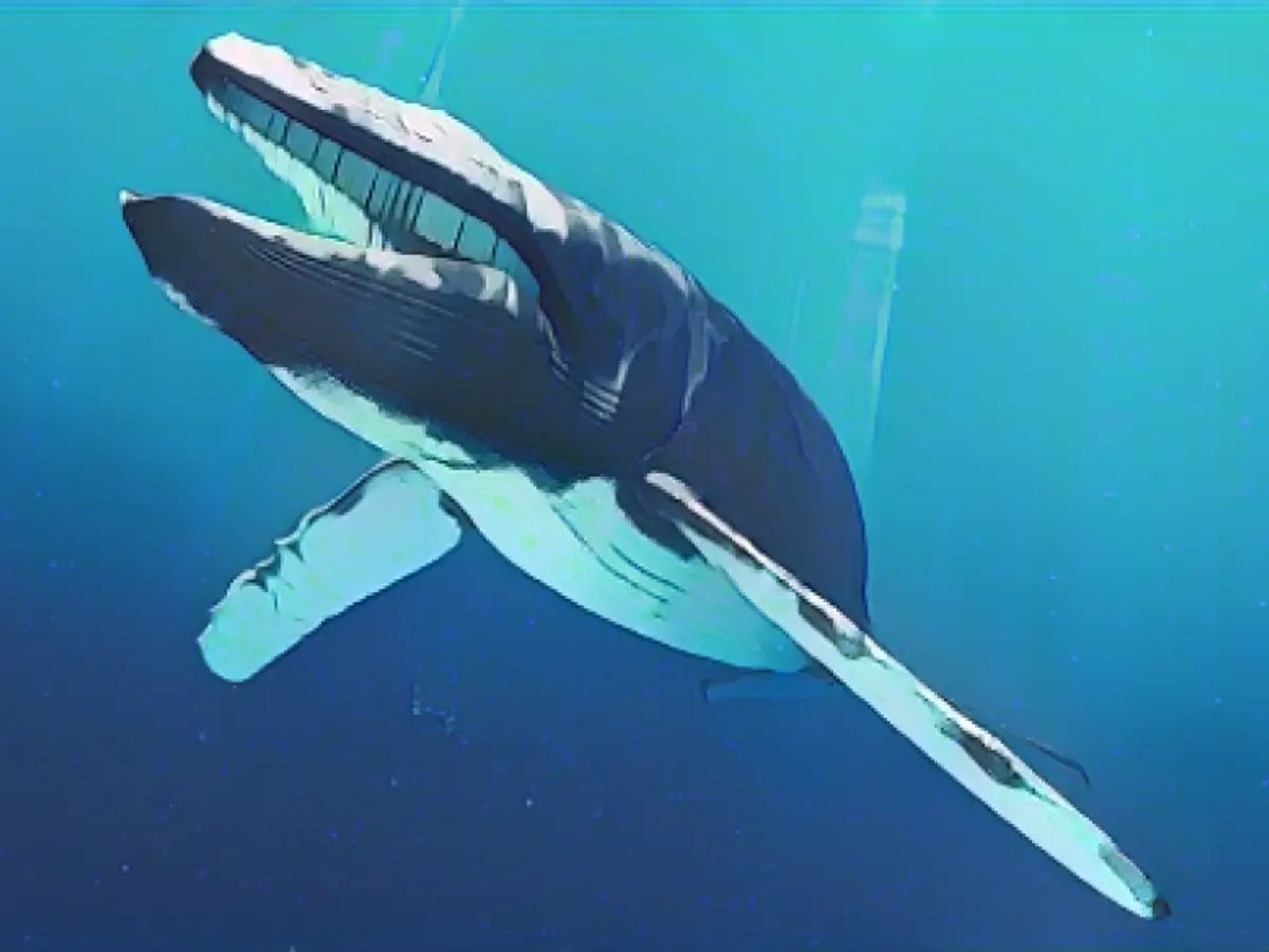 Whales and dolphins at risk of mass extinction