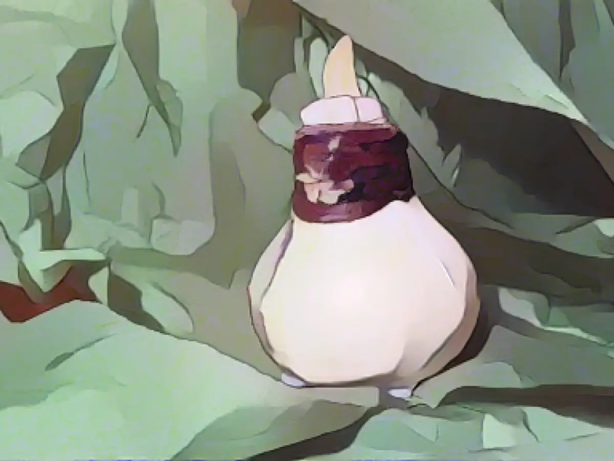 You can easily grow your own flower bulbs this winter