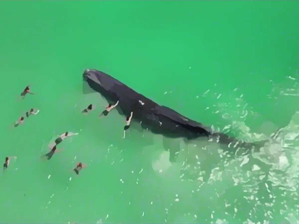 Whale seen on video with swimmers dies on Australian beach