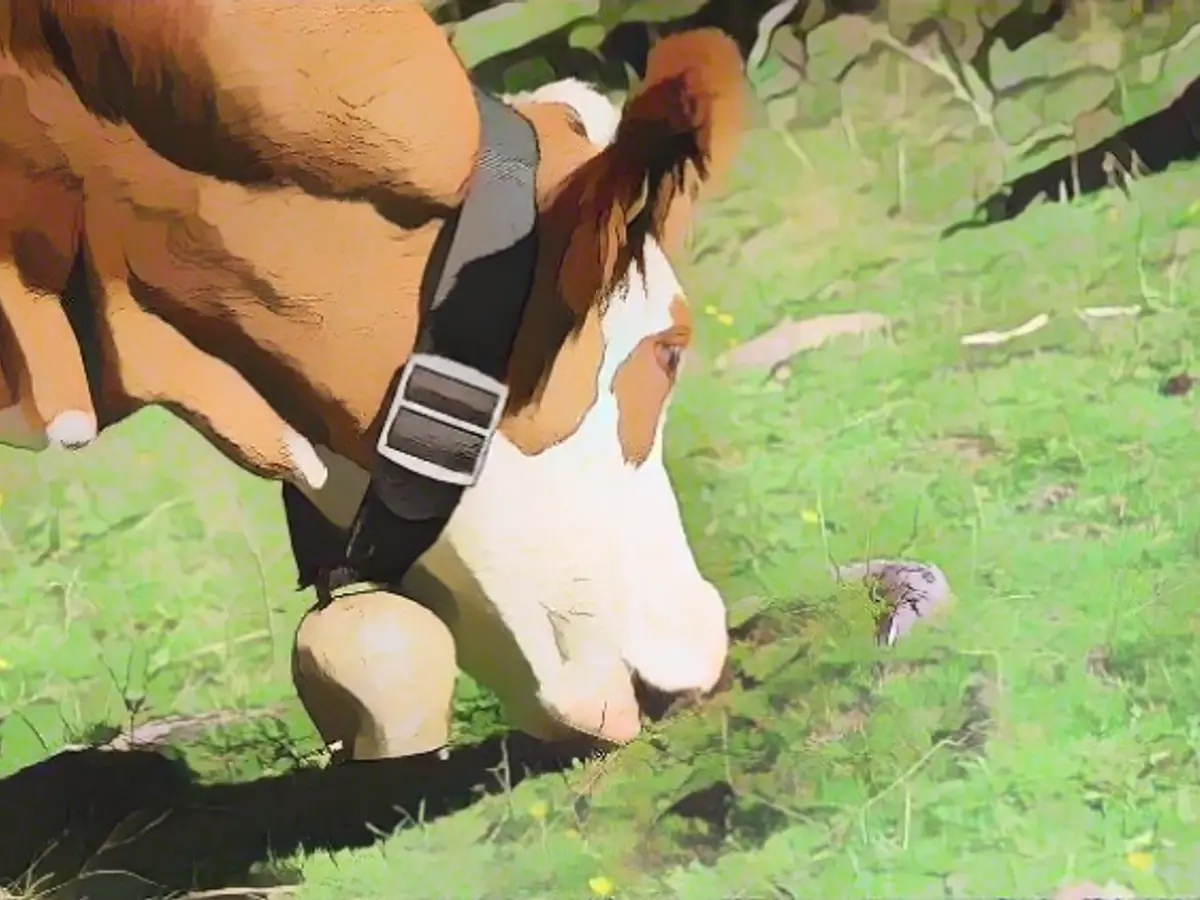 Cowbell ringing sparks village quarrel in Switzerland