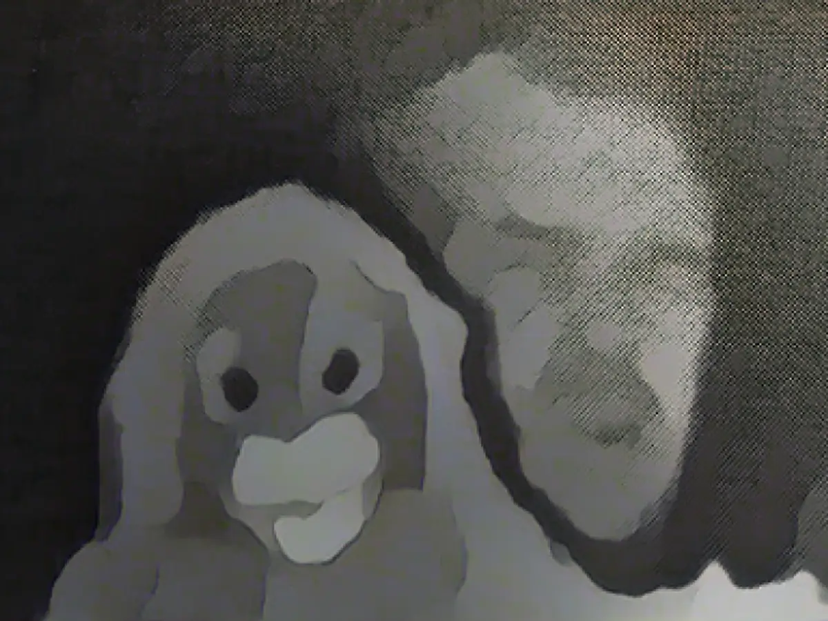 Speed camera snaps monkeys at the wheel