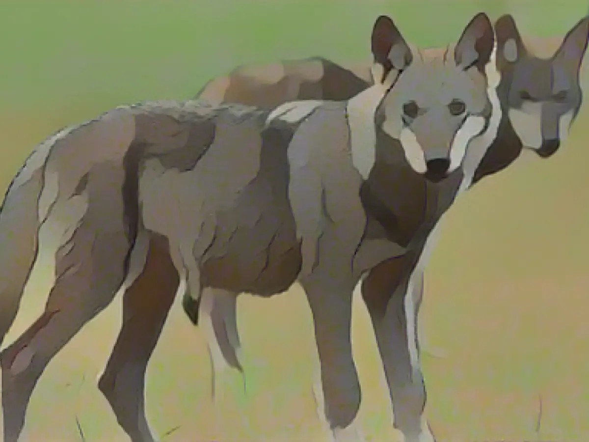 Bavaria urges the federal government to make it easier to shoot wolves