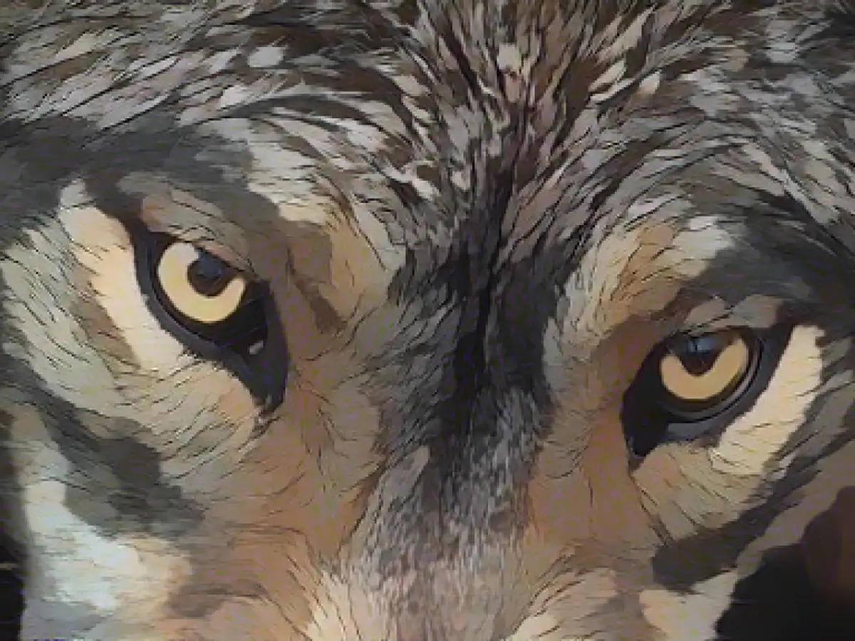 Who is afraid of the evil wolf? According to the survey, not so many