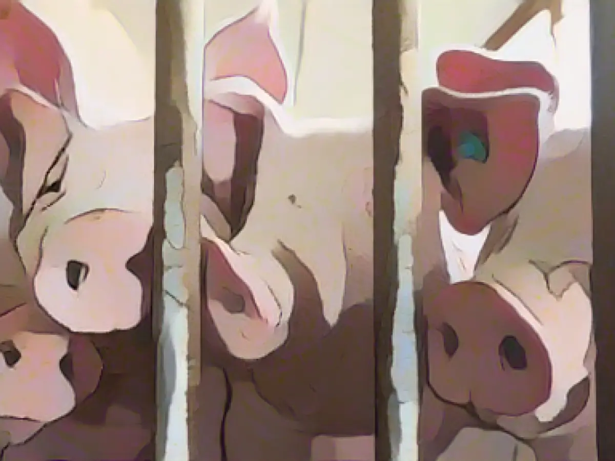 Number of pig farmers in NRW continues to fall