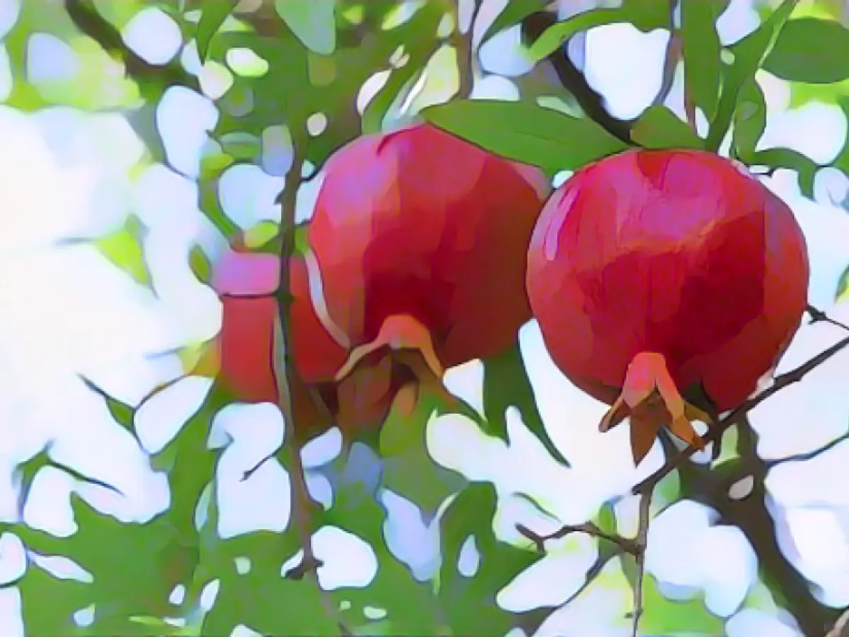 'King of fruits': Azerbaijan's love for pomegranates
