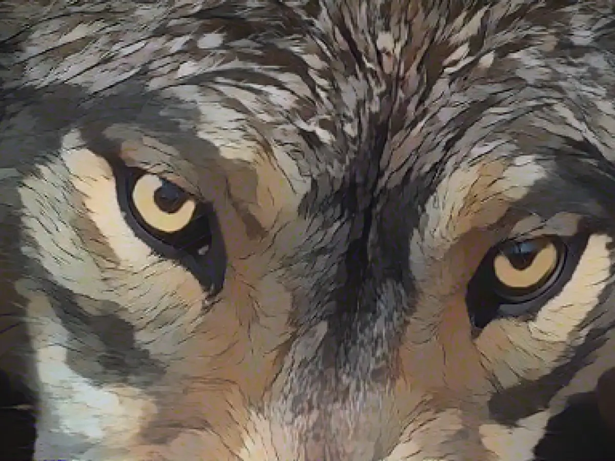 Amendment to hunting law: wolf to be included in hunting law