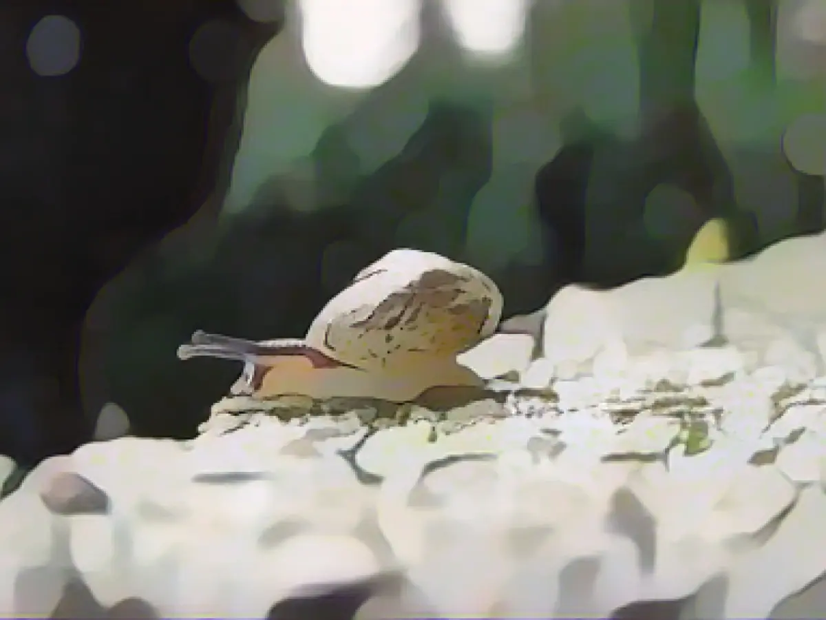 Non-native snail species introduced to cemeteries