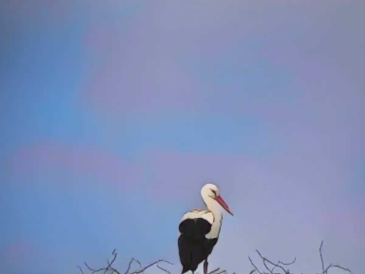 Part of the stork offspring died during the dry period