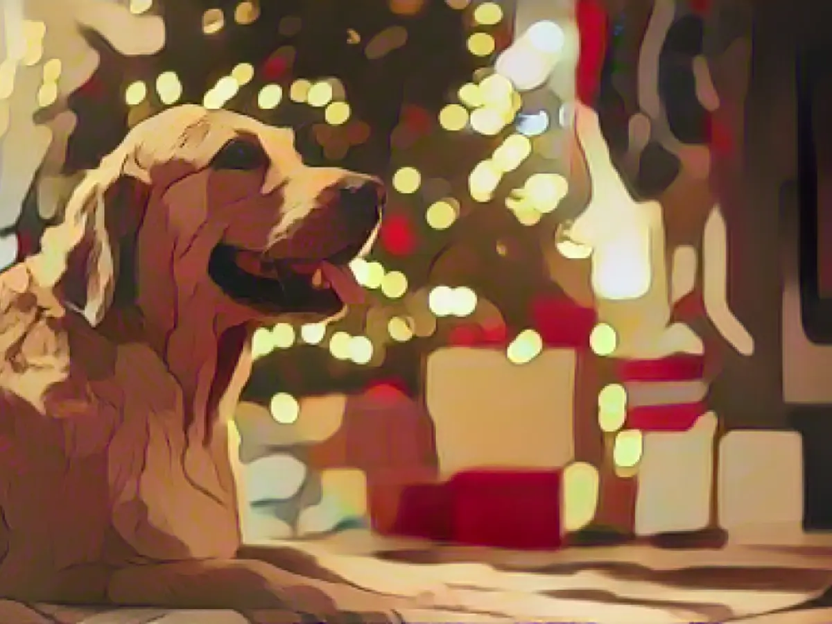 The best gifts every dog ​​owner will love