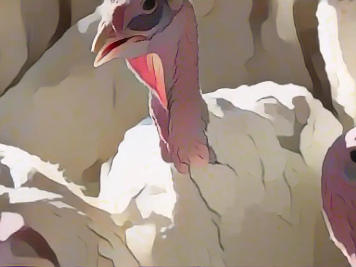 More bird flu outbreaks in poultry farms again