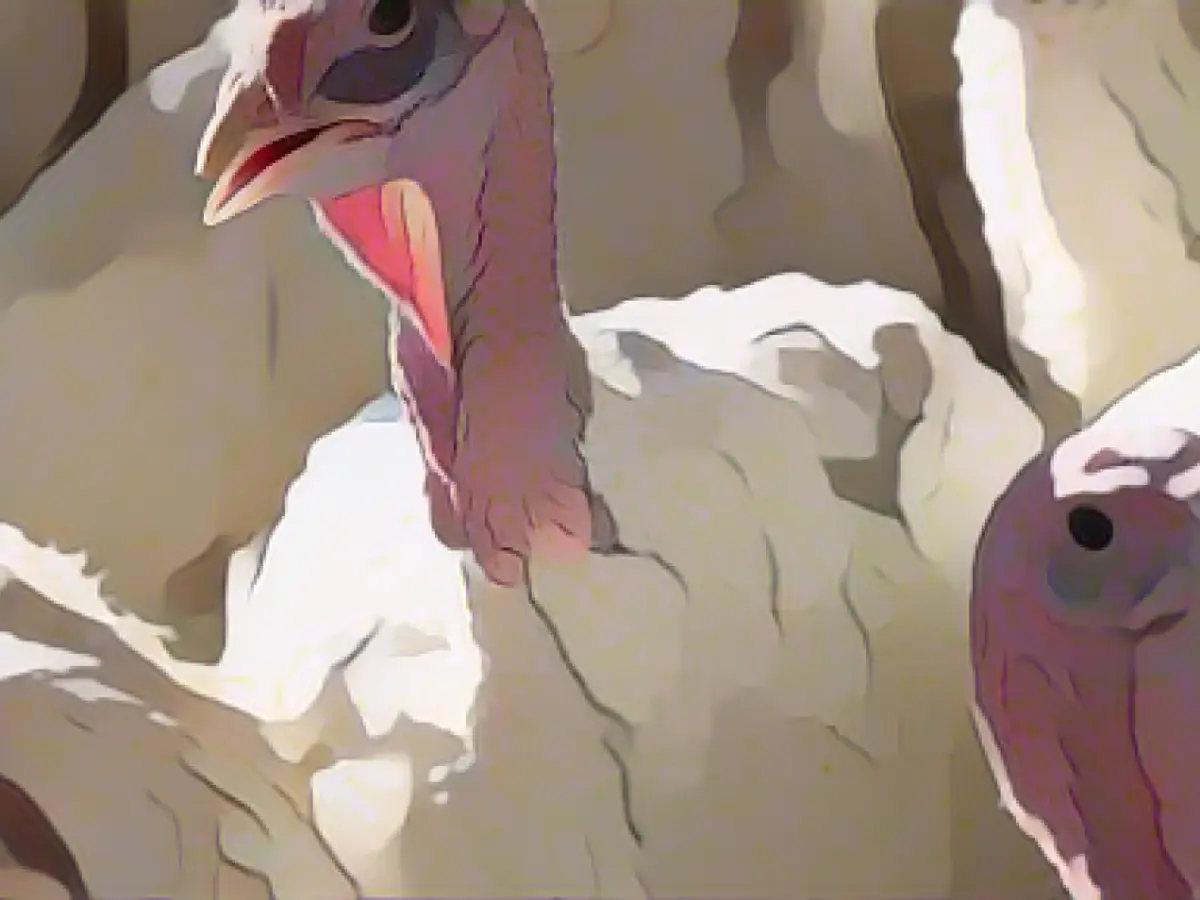 More bird flu outbreaks in poultry farms again