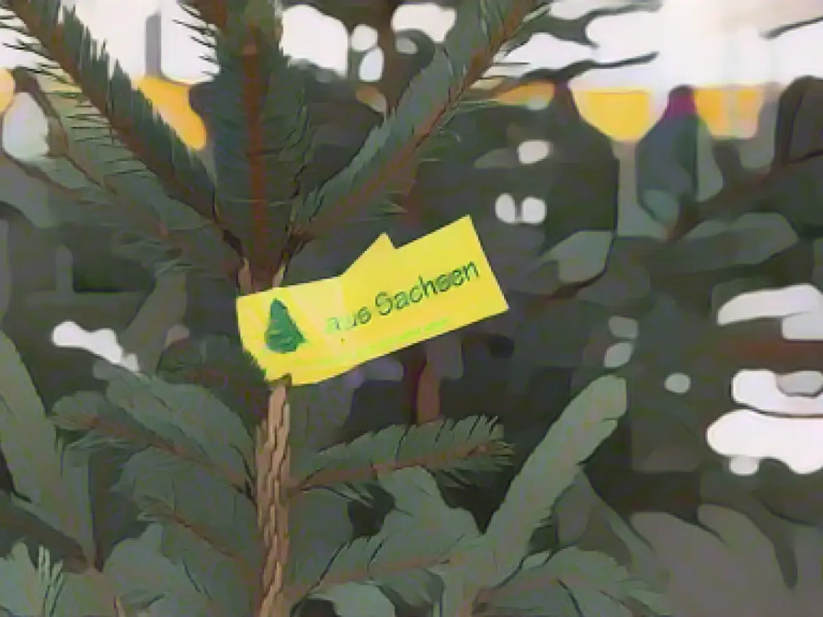 One fifth fewer Christmas trees imported to NRW