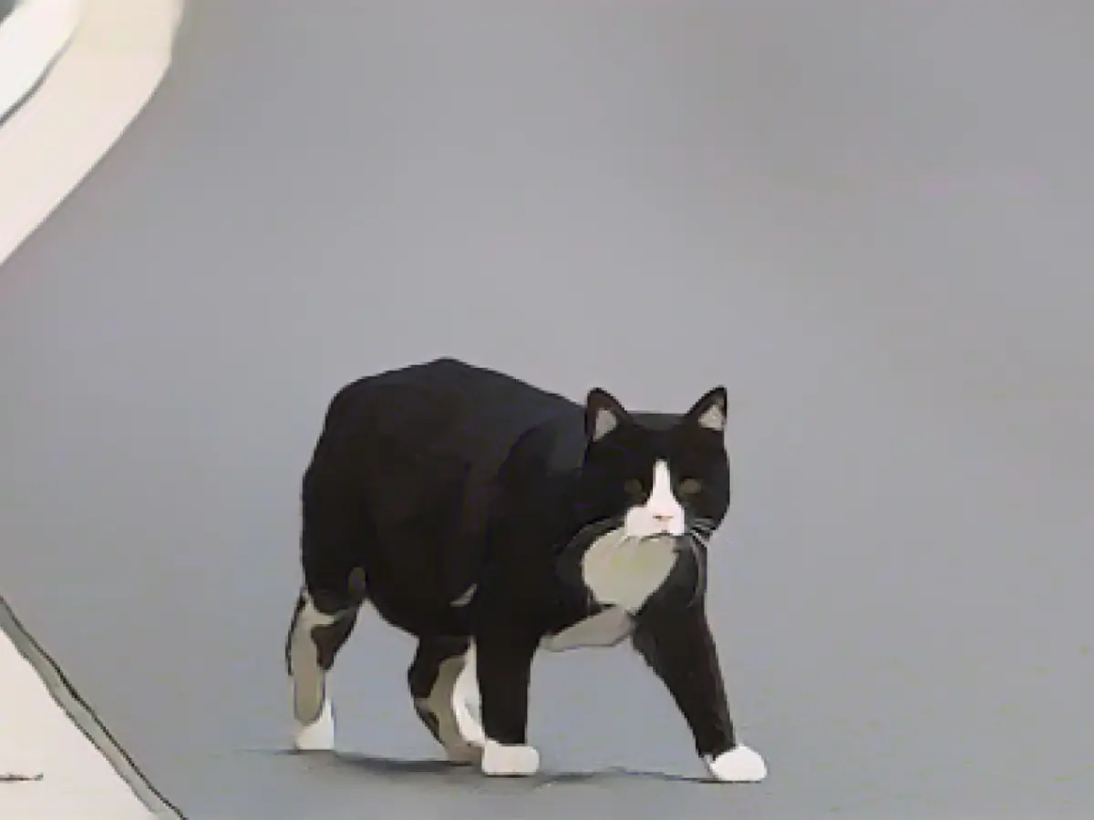 County declares "cat emergency"