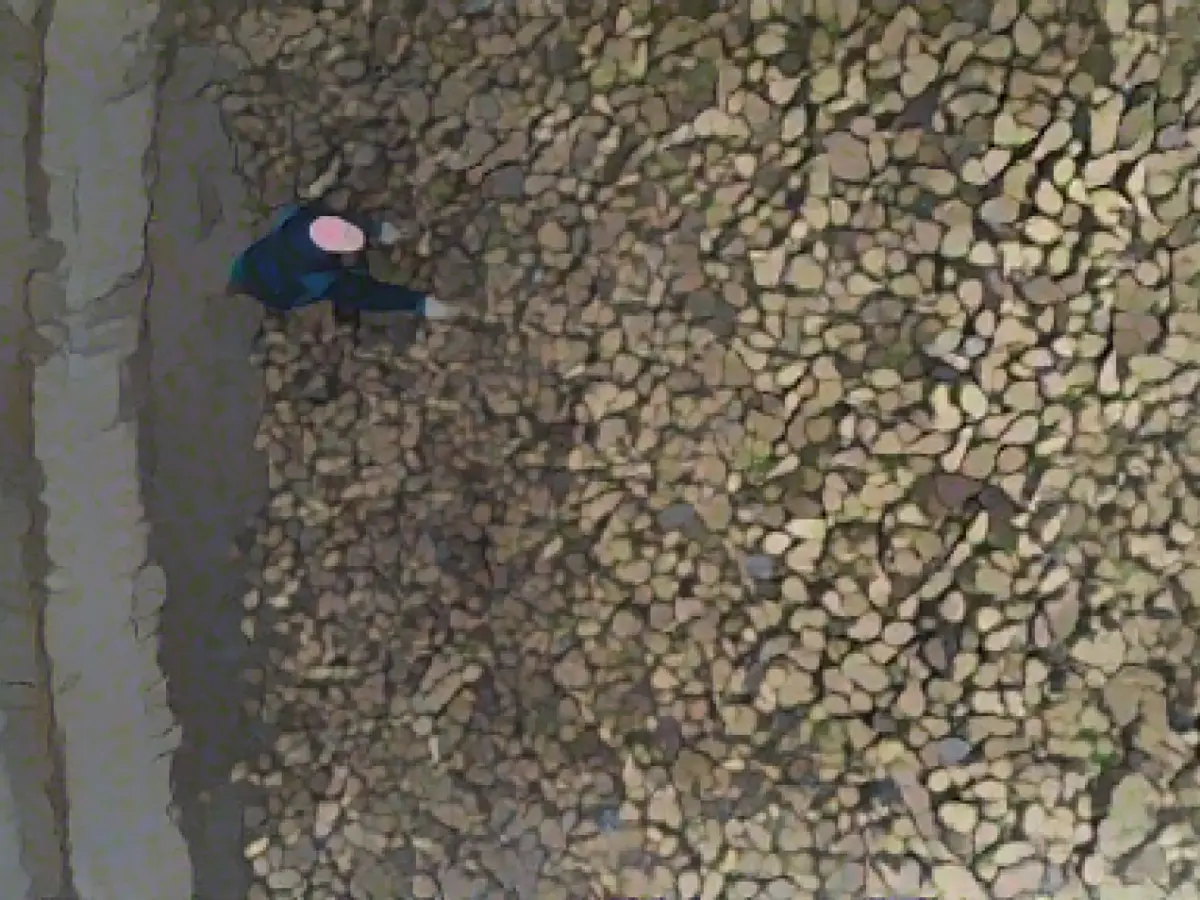 Rain hampers sugar beet harvest: yield low