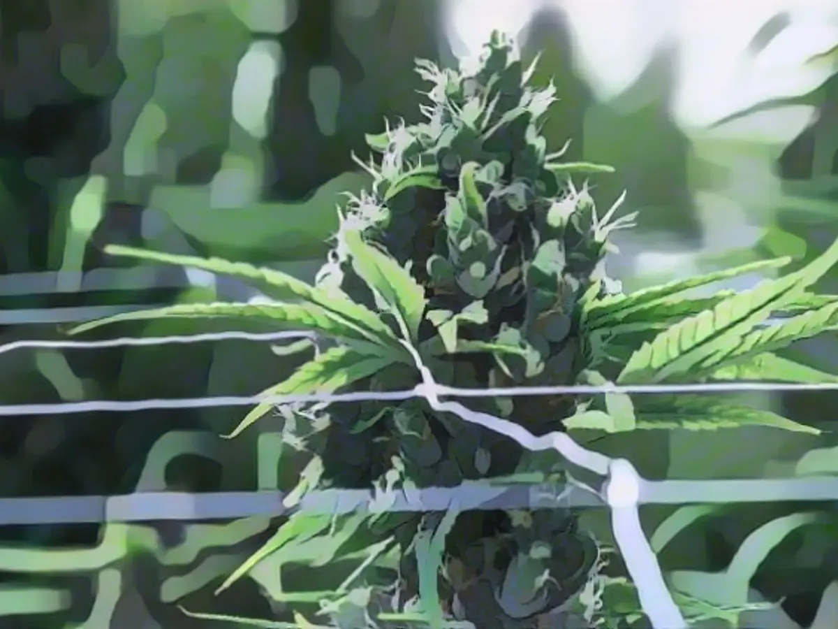 Pilot project launched for the sale of legally grown cannabis