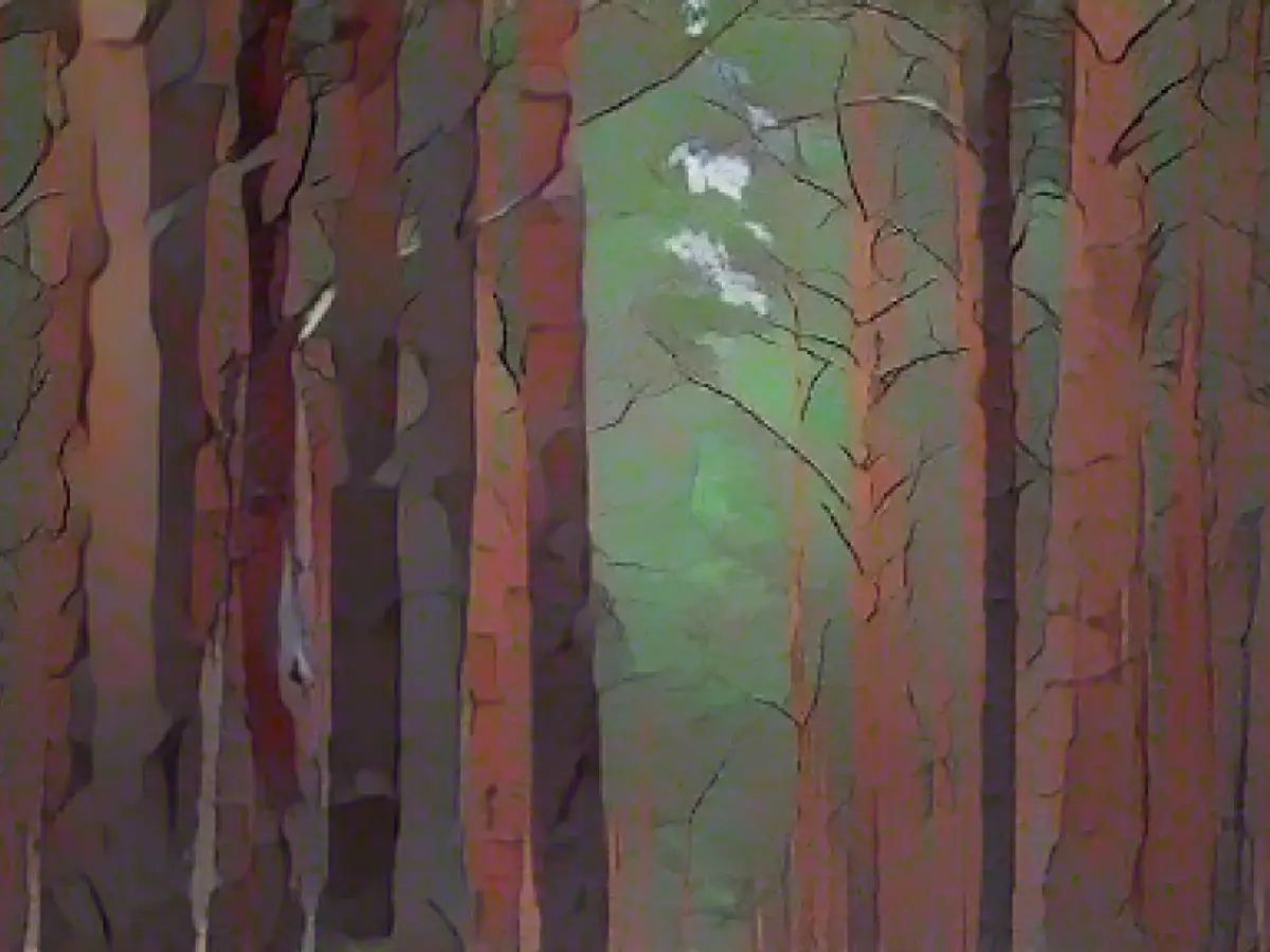 State of the forest in Saarland continues to deteriorate