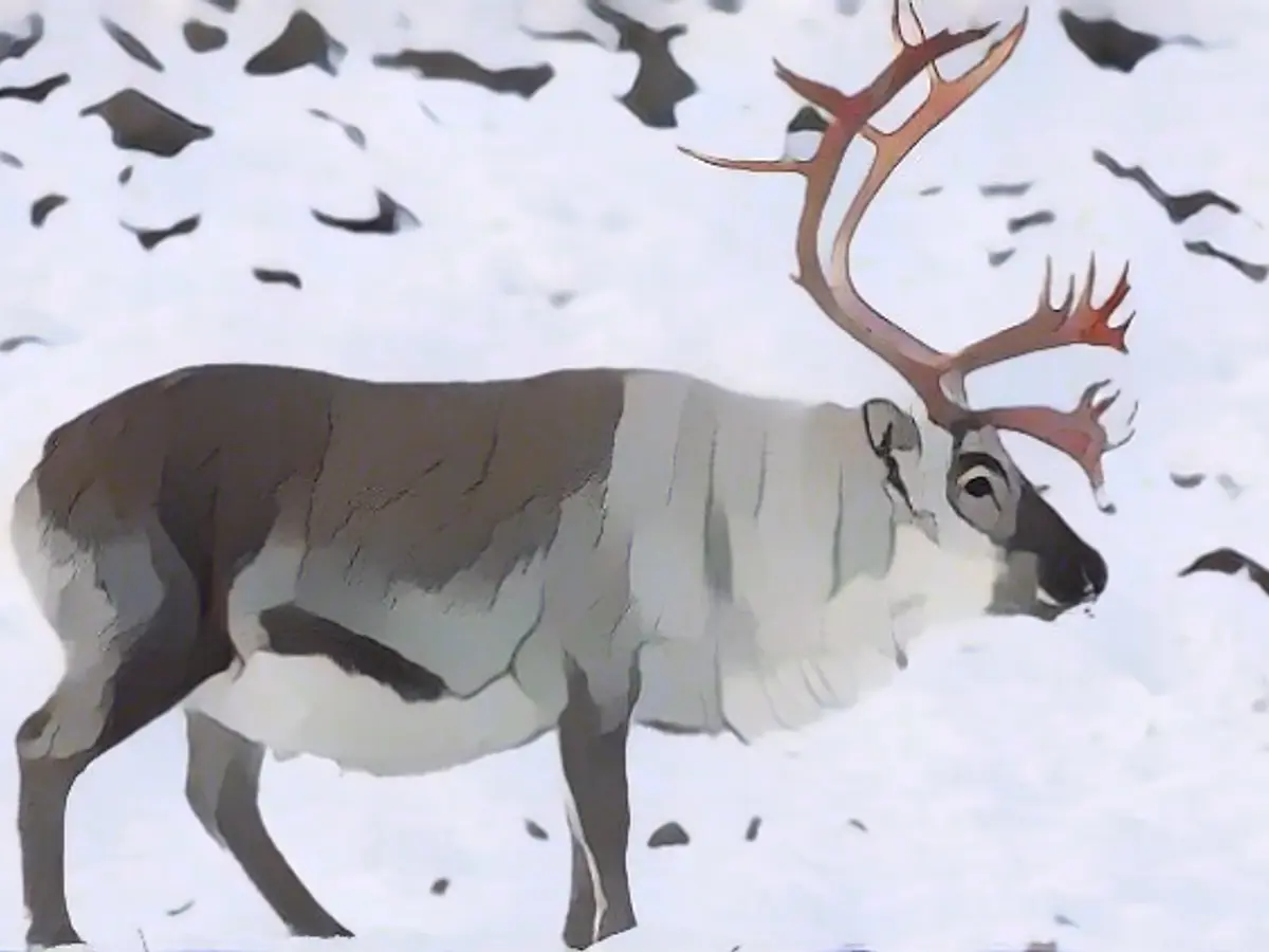 Reindeer break into the ice and can hardly find any food