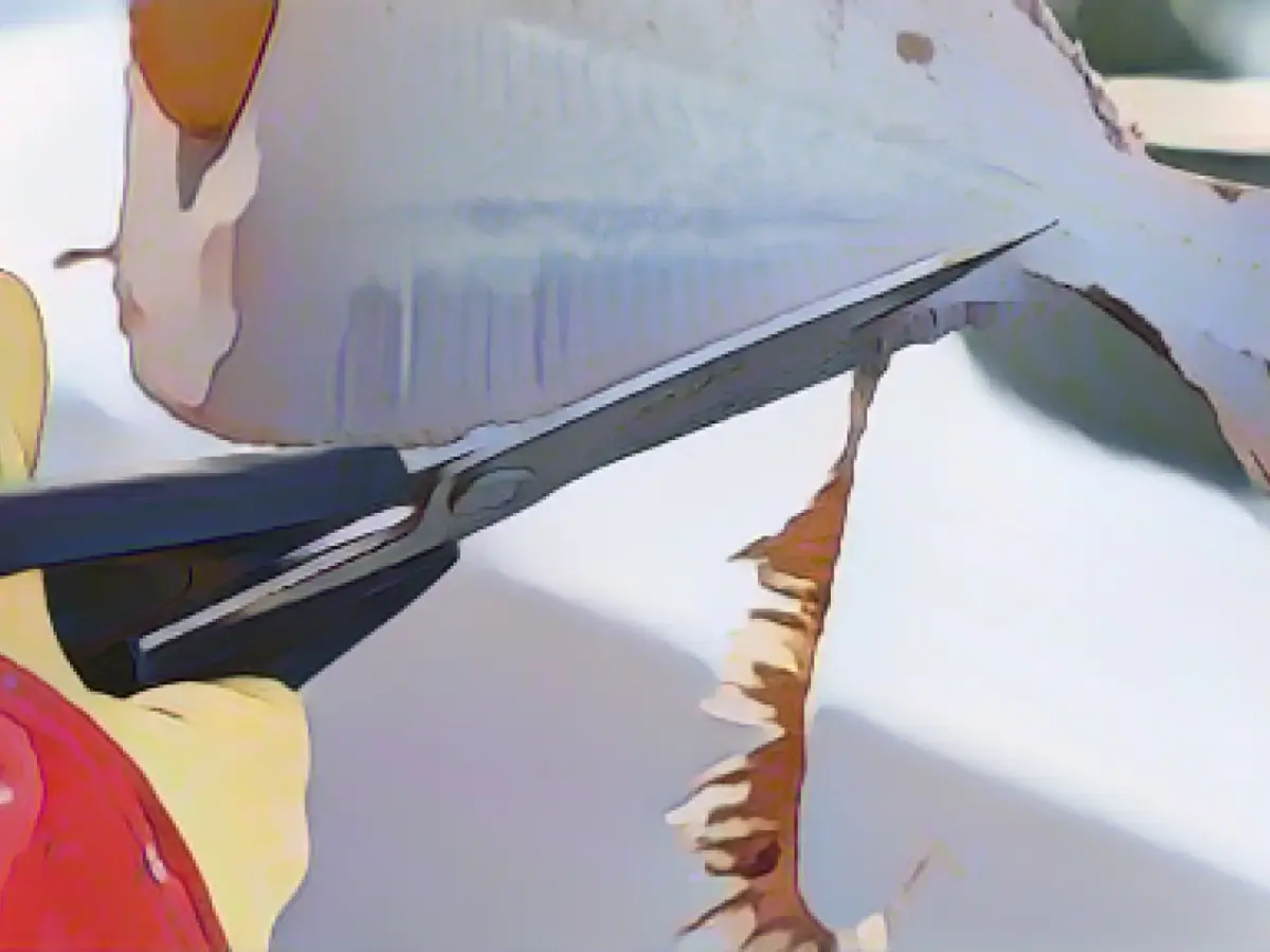 Report on the future of German Baltic Sea fisheries expected