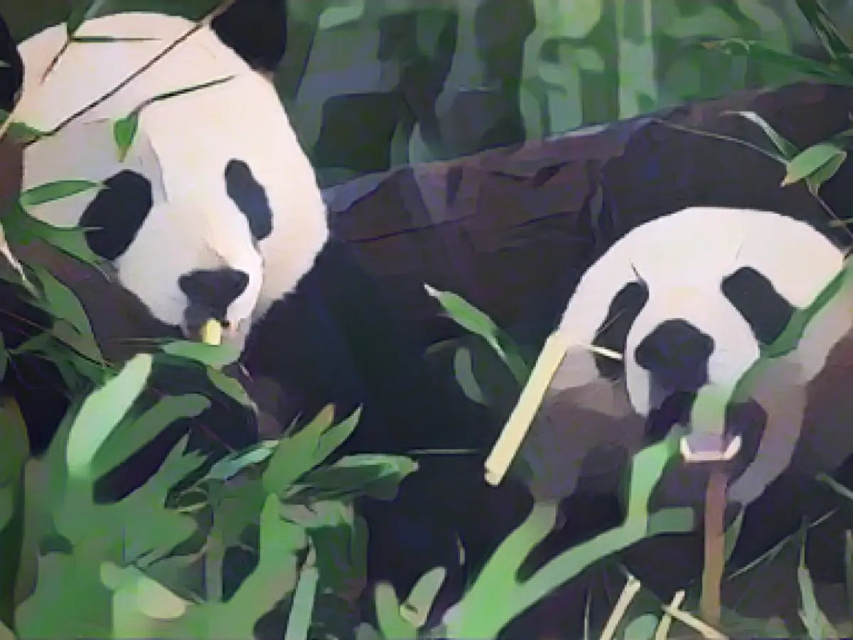 Zoo: Pit and Paule arrive safely in China