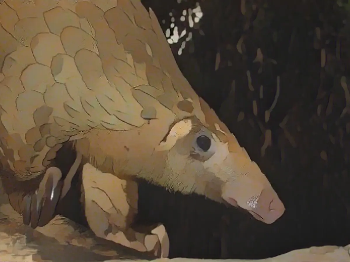Genes reveal routes of pangolin smugglers