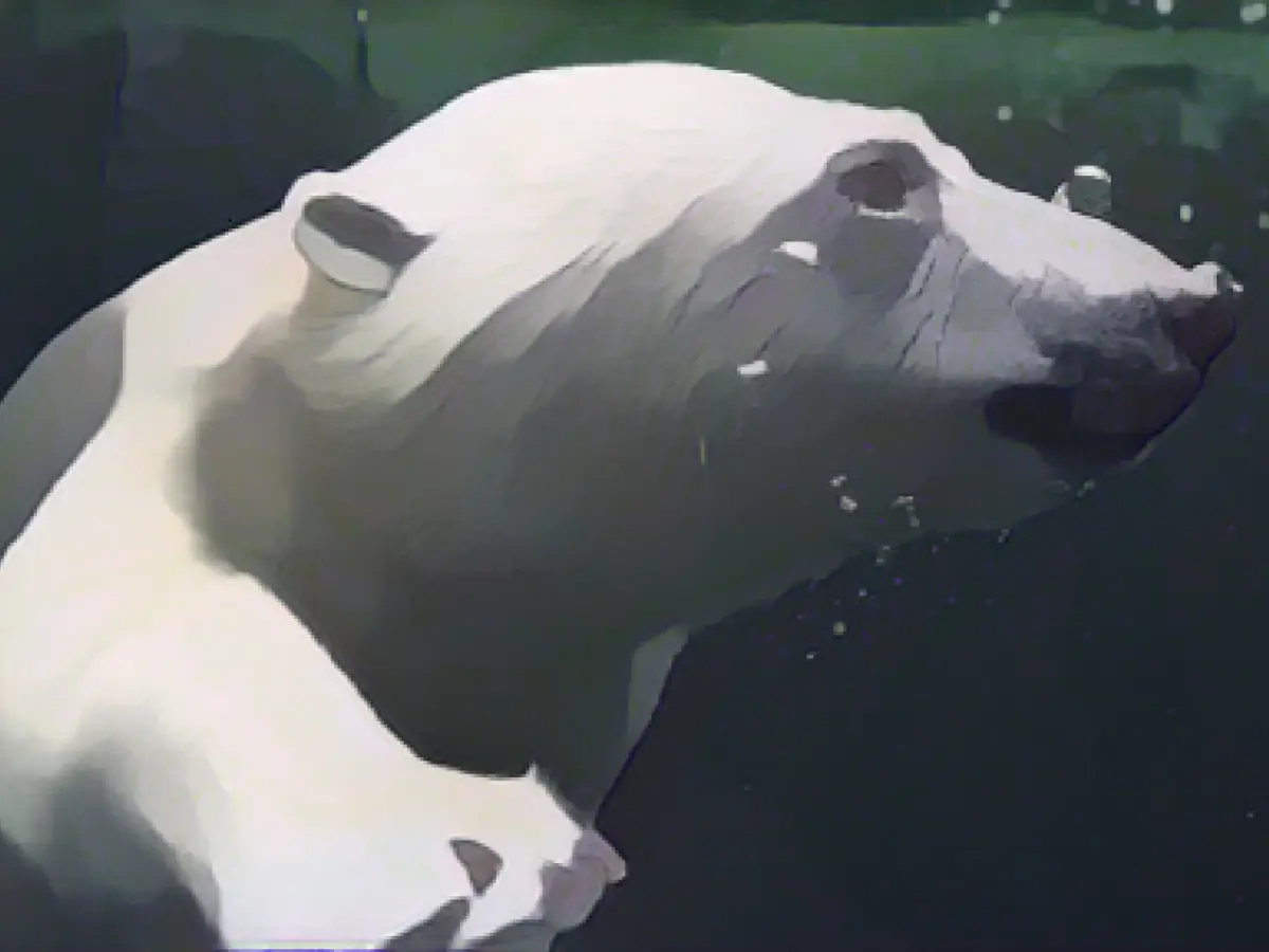 Hamburg's little polar bear celebrates her first birthday