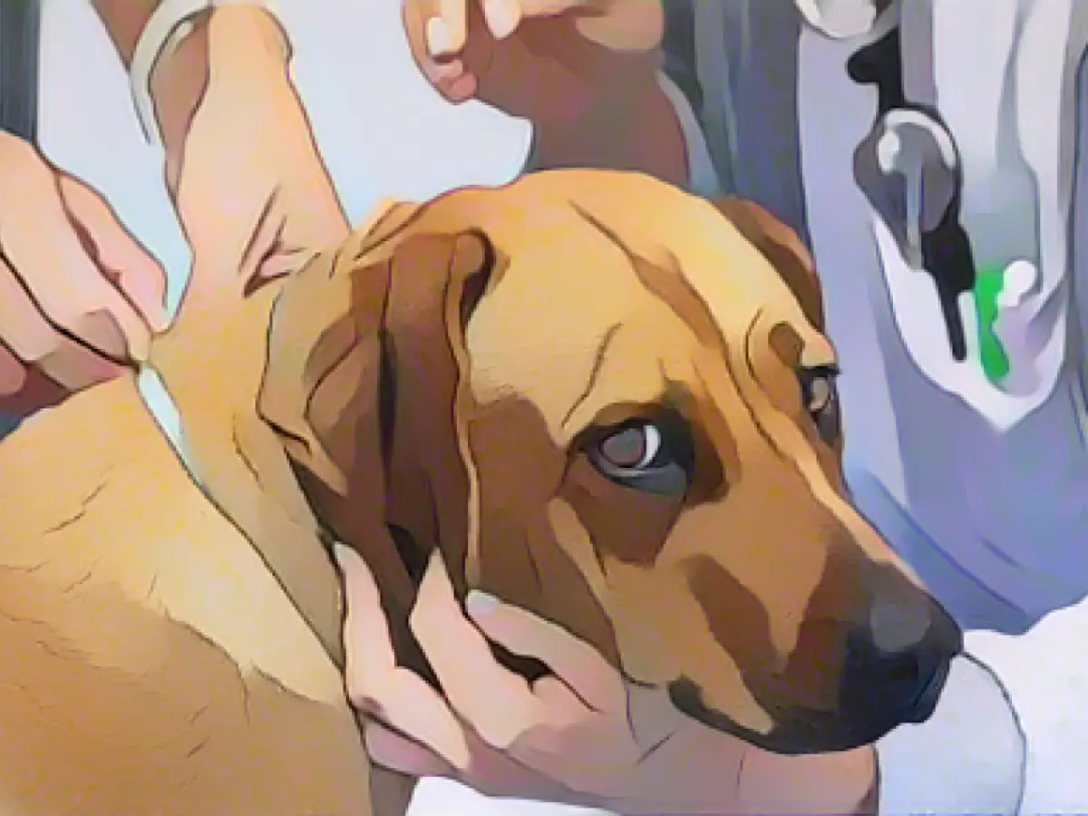 Vets warn against feeding errors in dogs