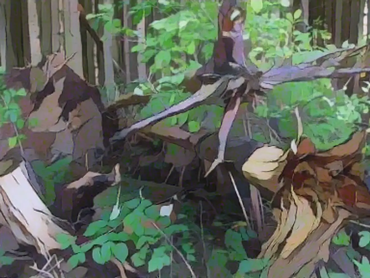 When the forester becomes a detective