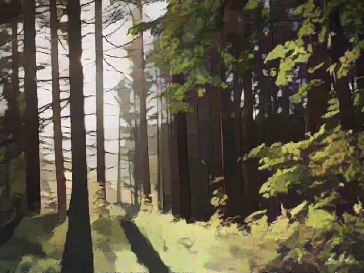 Thüringenforst renovates forest roads for eight million euros