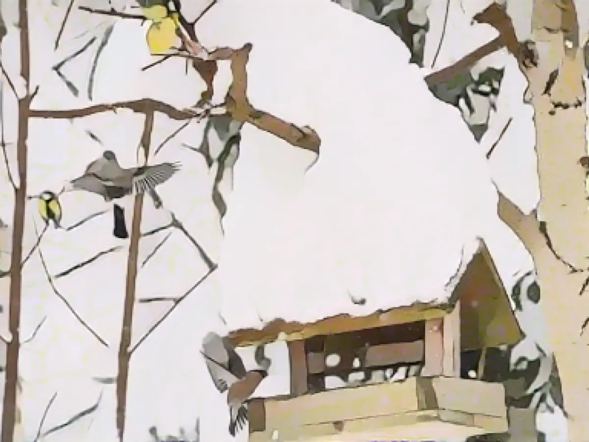 NABU Thuringia once again calls for bird counting