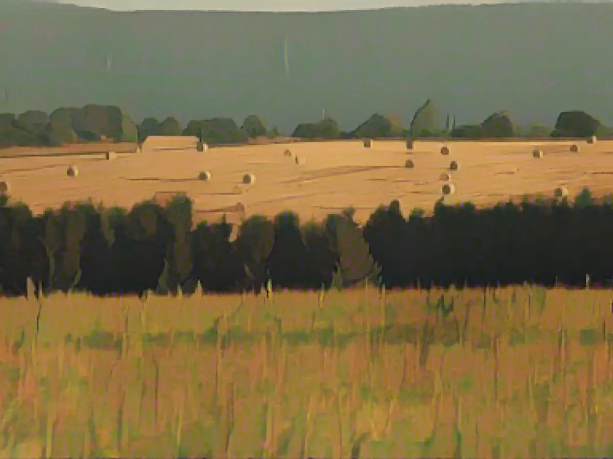 Winter cereal acreage down in Thuringia