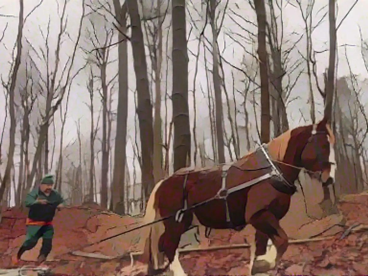 Traditional clearing: logging to protect the forest