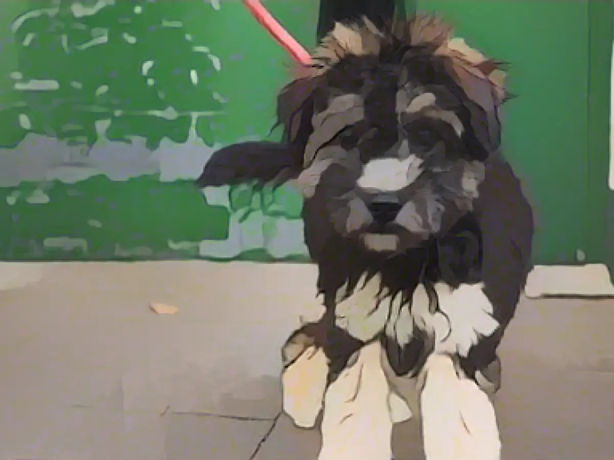 Animal welfare organization stops placement for the Christmas season