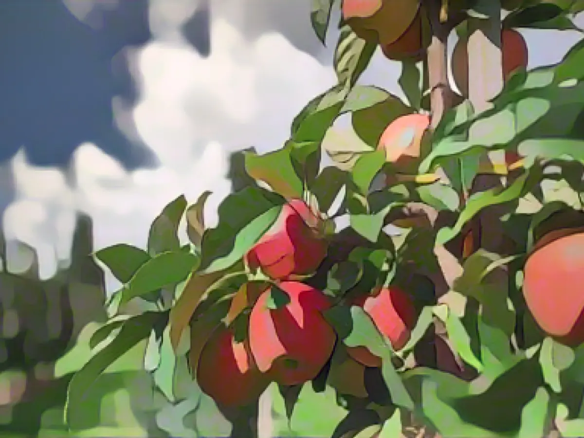 WTO: German apples no better for the climate than imported apples