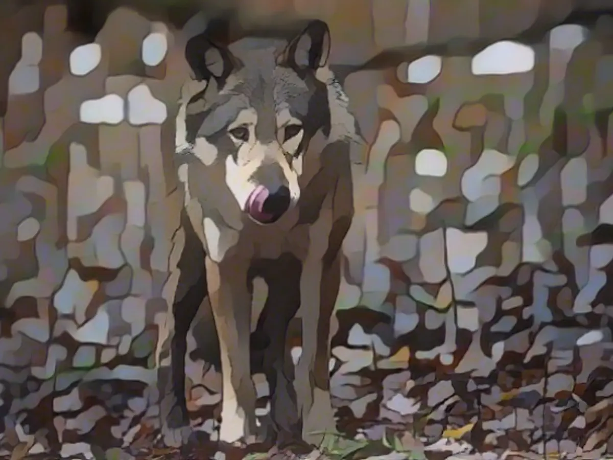 Lemke: "Don't act as if the wolf is garbage"