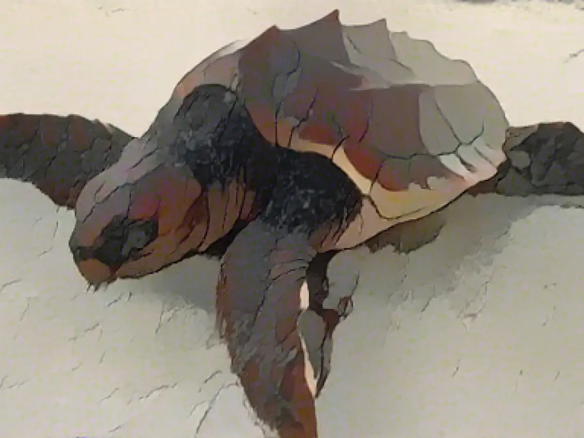 Loggerhead turtle found on Sylt beach
